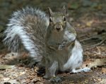 Grey-Squirrel-curious